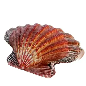 Přírodní ulita velkými hřebenatka shell fish tank akvárium dekorativní bytové Dekorace shell velké bílé mušle