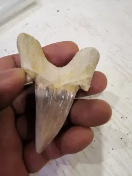 Otodus Obliquus žralok Megalodon zub ancester kvalitní kámen žraločí zuby-1ks